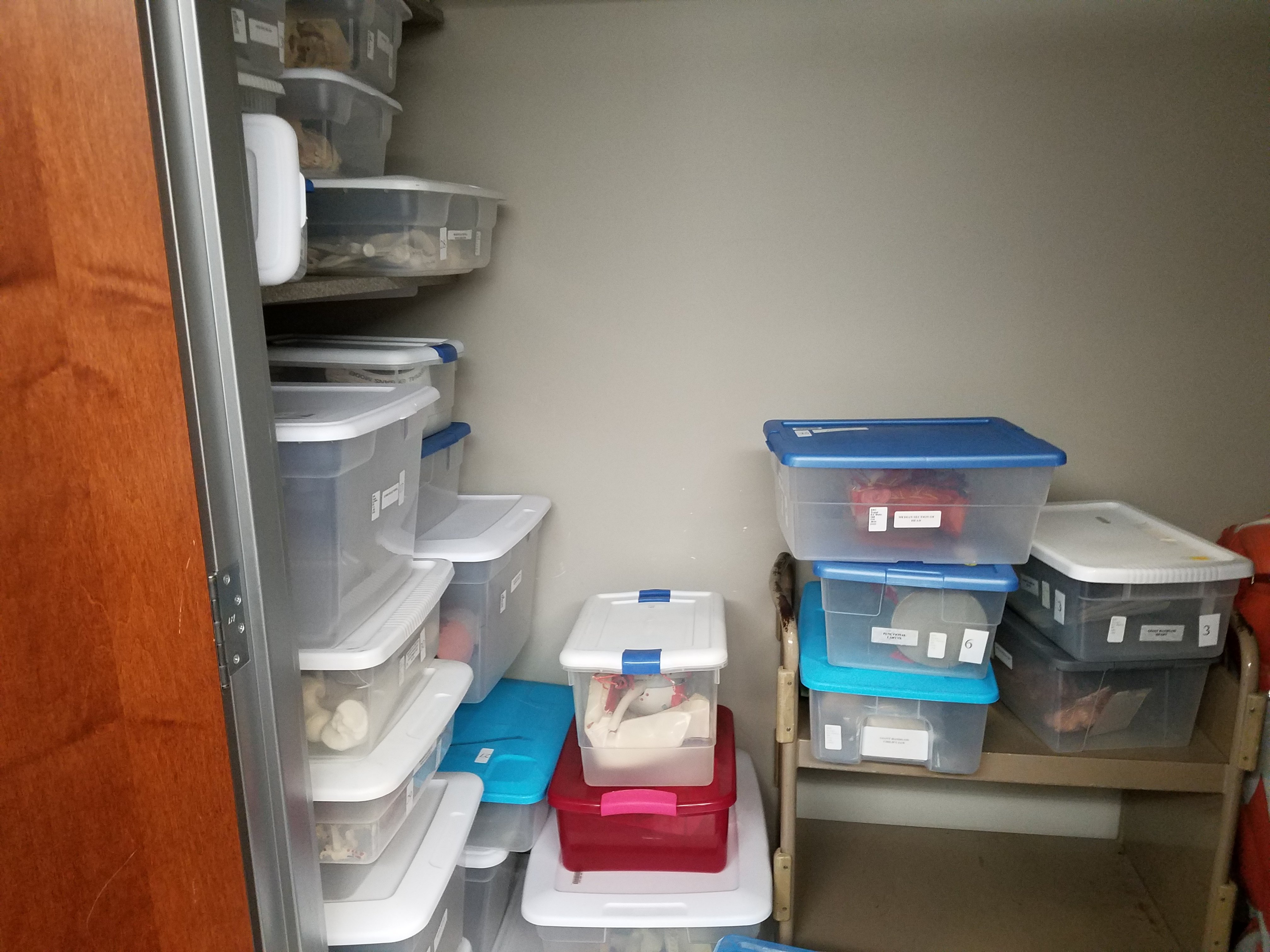 Anatomy room bins with inventory