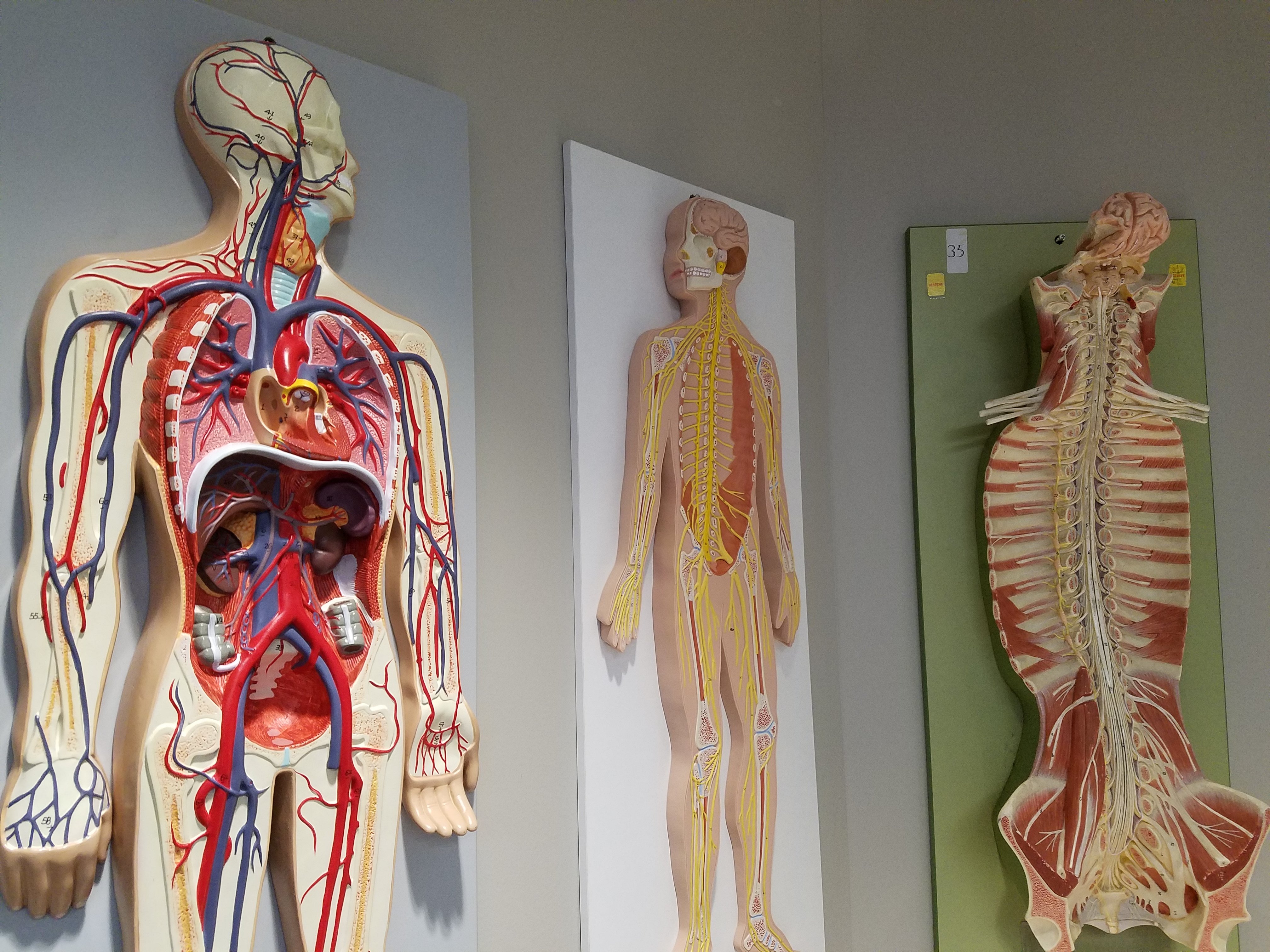 Anatomy room human body figures
